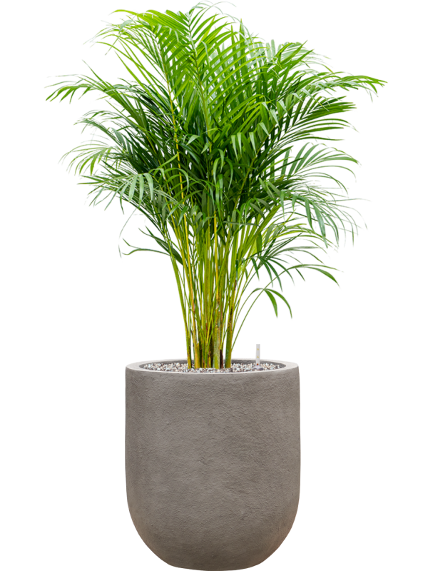 Ansamblu D31xH94cm cu planta naturala Dypsis (Areca) lutescens in ghiveci Baq Nucast all inclusive set cu granule decorative