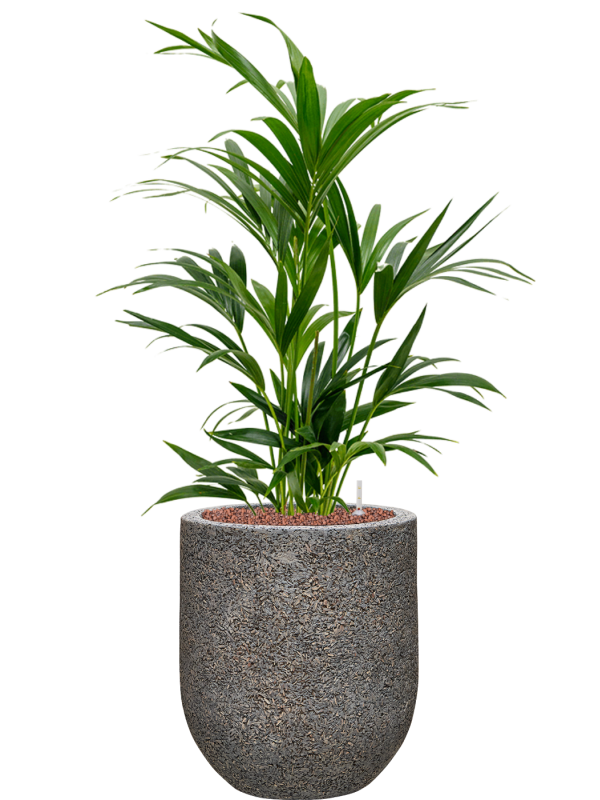 Ansamblu D31xH94cm cu planta naturala Kentia (Howea) forsteriana in ghiveci Baq Naturescast all inclusive set cu granule decorative