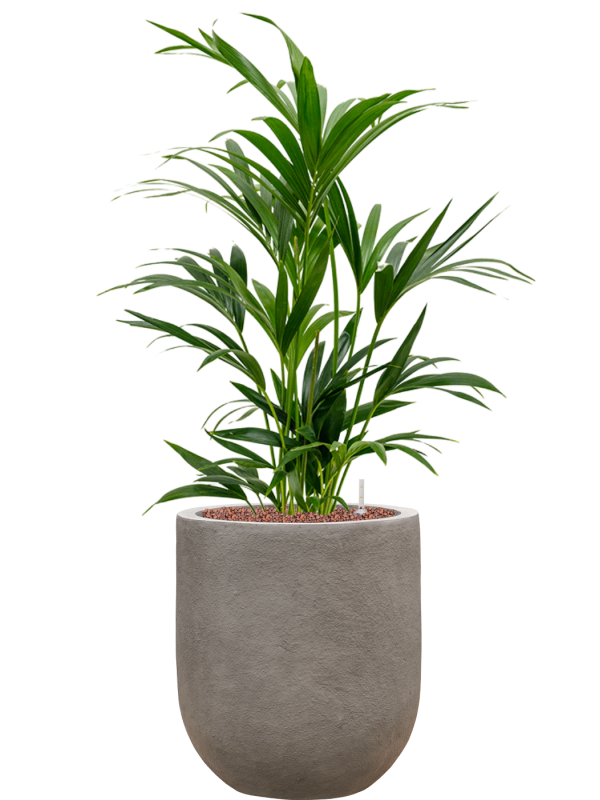 Ansamblu D31xH94cm cu planta naturala Kentia (Howea) forsteriana in ghiveci Baq Nucast all inclusive set cu granule decorative