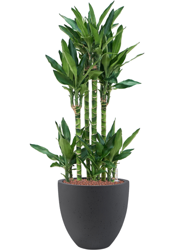 Ansamblu D32xH102cm cu planta naturala Dracaena fragrans 'Burundii' in ghiveci Grigio all inclusive set cu granule decorative