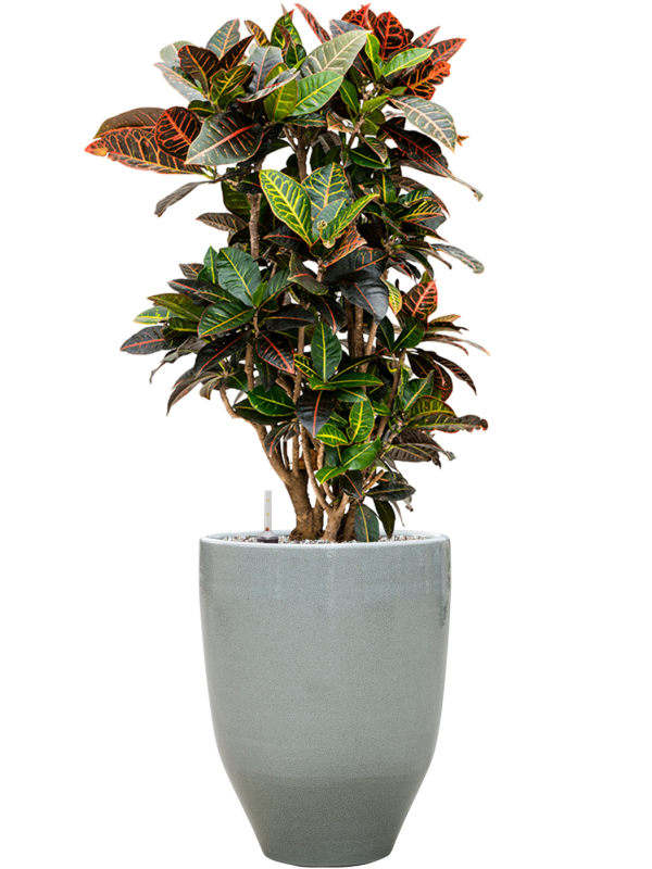 Ansamblu D32xH103cm cu planta naturala Croton (Codiaeum) variegatum 'Petra' in ghiveci One and Only all inclusive set cu granule decorative