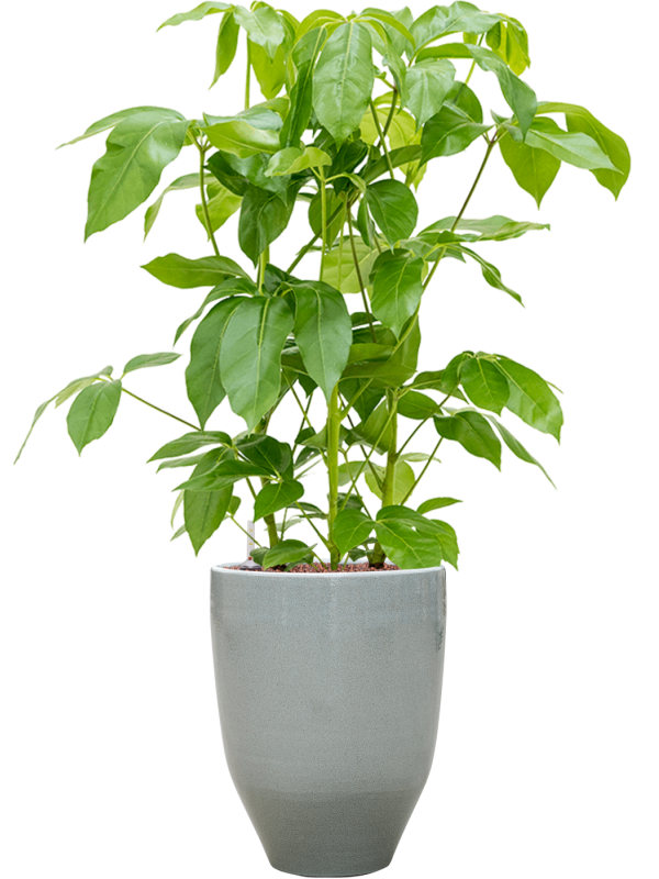 Ansamblu D32xH111cm cu planta naturala Schefflera actinophylla 'Amate' in ghiveci One and Only all inclusive set cu granule decorative