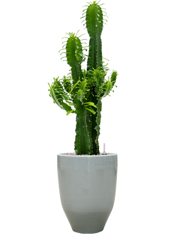 Ansamblu D32xH114cm cu planta naturala Euphorbia erytrea in ghiveci One and Only all inclusive set cu granule decorative