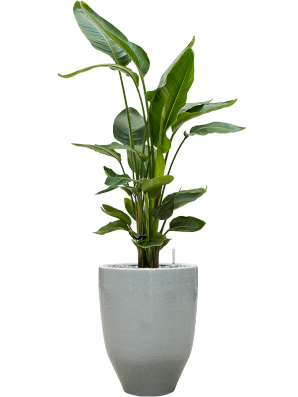 Ansamblu D32xH119cm cu planta naturala Strelitzia nicolai in ghiveci One and Only all inclusive set cu granule decorative