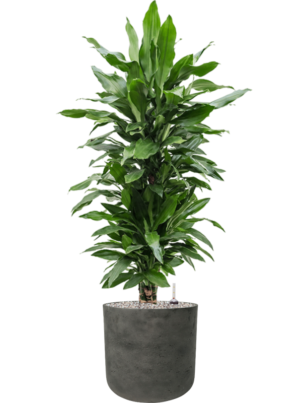 Ansamblu D32xH122cm cu planta naturala Dracaena fragrans 'Janet Lind' in ghiveci Rough all inclusive set cu granule decorative