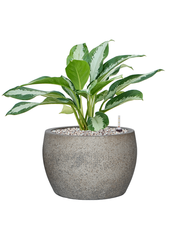 Ansamblu D32xH50cm cu planta naturala Aglaonema 'Diamond Bay' in ghiveci Cement & Stone all inclusive set cu granule decorative
