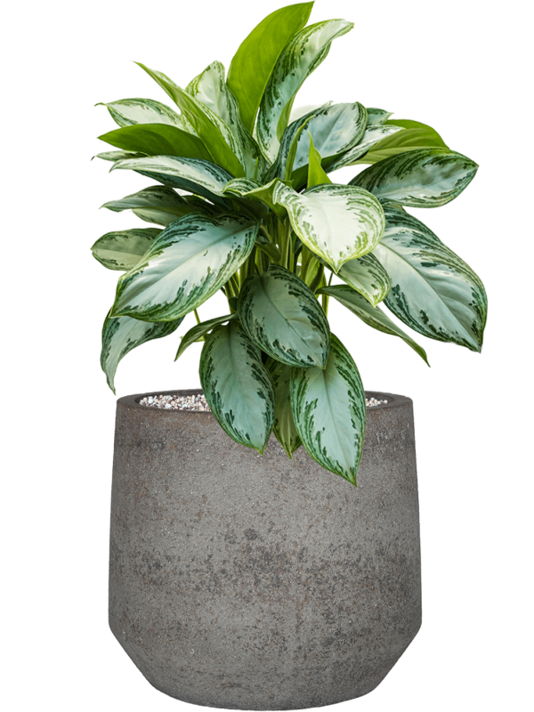 Ansamblu D32xH61cm cu planta naturala Aglaonema 'Silver Bay' in ghiveci Cement & Stone all inclusive set cu granule decorative