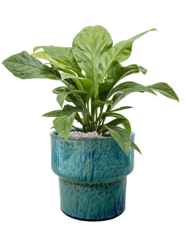 Ansamblu D32xH62cm cu planta naturala Anthurium ellipticum 'Jungle Bush' in ghiveci Splanky all inclusive set cu granule decorative