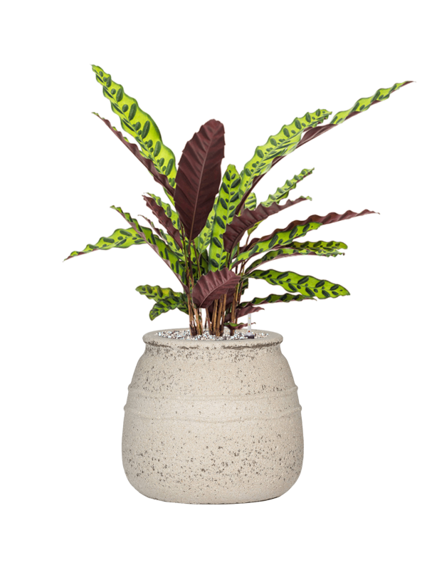 Ansamblu D32xH70cm cu planta naturala Calathea insignis in ghiveci Mediterranean all inclusive set cu granule decorative