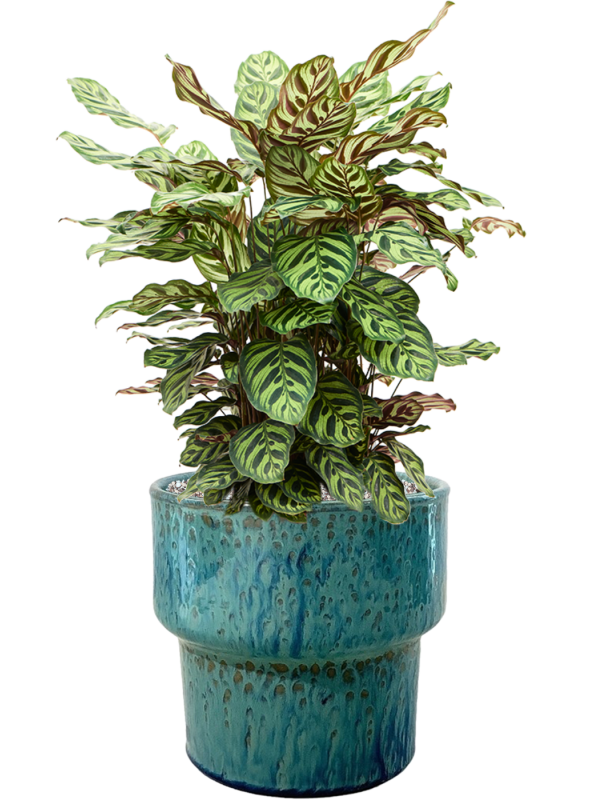 Ansamblu D32xH72cm cu planta naturala Calathea makoyana in ghiveci Splanky all inclusive set cu granule decorative