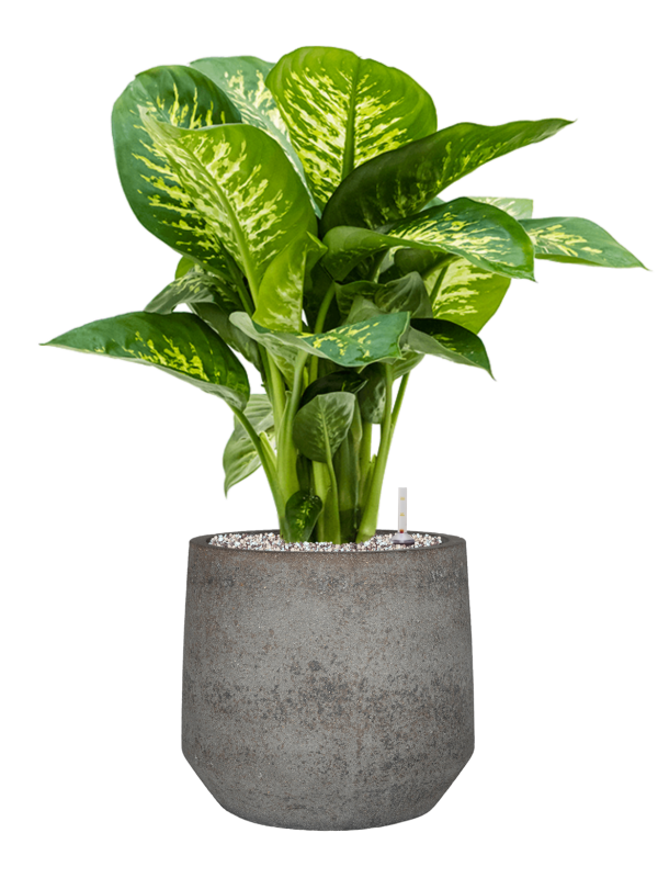 Ansamblu D32xH72cm cu planta naturala Dieffenbachia seguine 'Reeva' in ghiveci Cement & Stone all inclusive set cu granule decorative