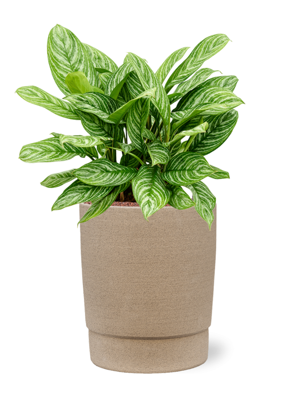 Ansamblu D32xH73cm cu planta naturala Aglaonema 'Stripes' in ghiveci Chao all inclusive set cu granule decorative