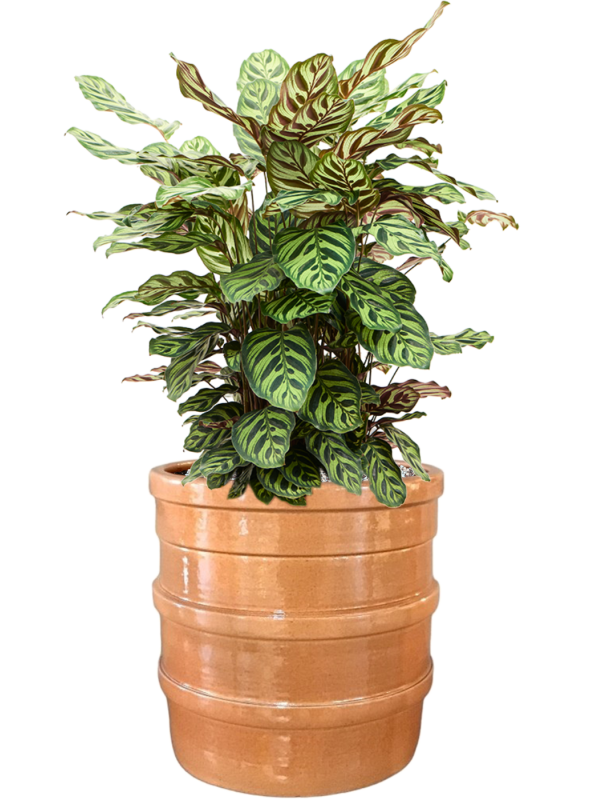 Ansamblu D32xH74cm cu planta naturala Calathea makoyana in ghiveci Bana all inclusive set cu granule decorative