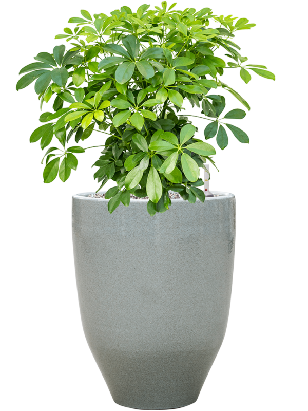 Ansamblu D32xH74cm cu planta naturala Schefflera arboricola 'Compacta' in ghiveci One and Only all inclusive set cu granule decorative