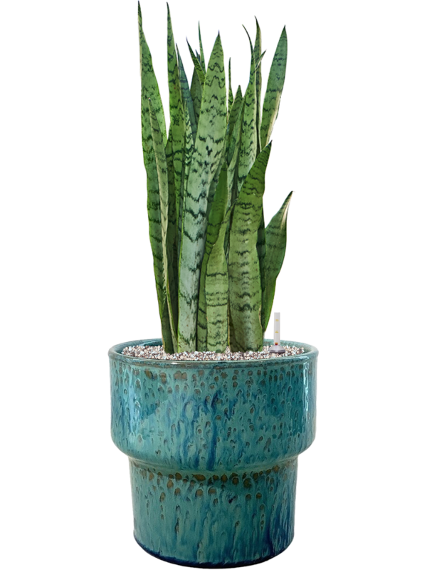 Ansamblu D32xH75cm cu planta naturala Sansevieria trifasciata 'Silver Mist' in ghiveci Splanky all inclusive set cu granule decorative