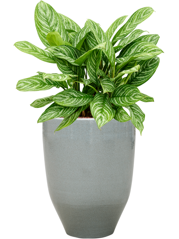 Ansamblu D32xH76cm cu planta naturala Aglaonema 'Stripes' in ghiveci One and Only all inclusive set cu granule decorative