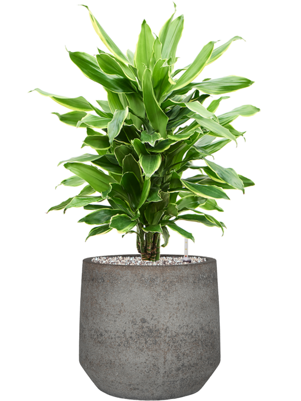 Ansamblu D32xH76cm cu planta naturala Dracaena fragrans 'Golden Coast' in ghiveci Cement & Stone all inclusive set cu granule decorative