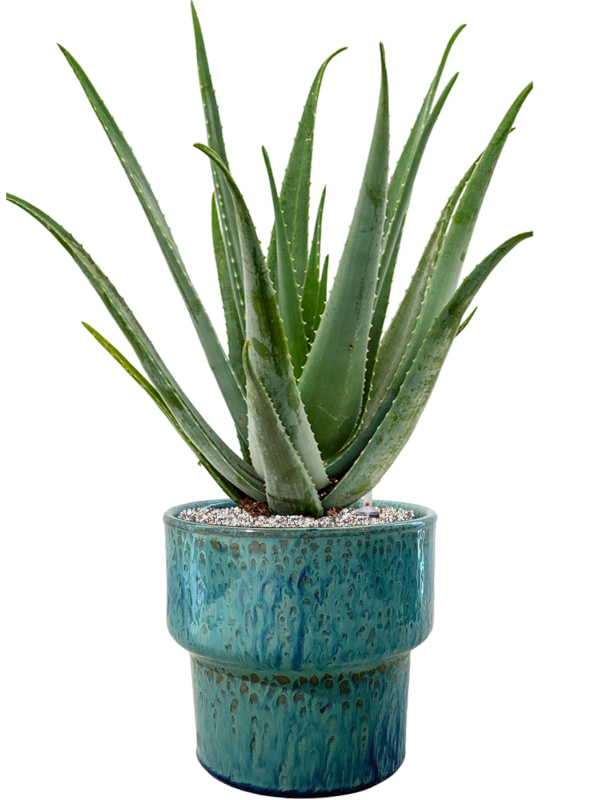 Ansamblu D32xH80cm cu planta naturala Aloe vera barbadensis in ghiveci Splanky all inclusive set cu granule decorative