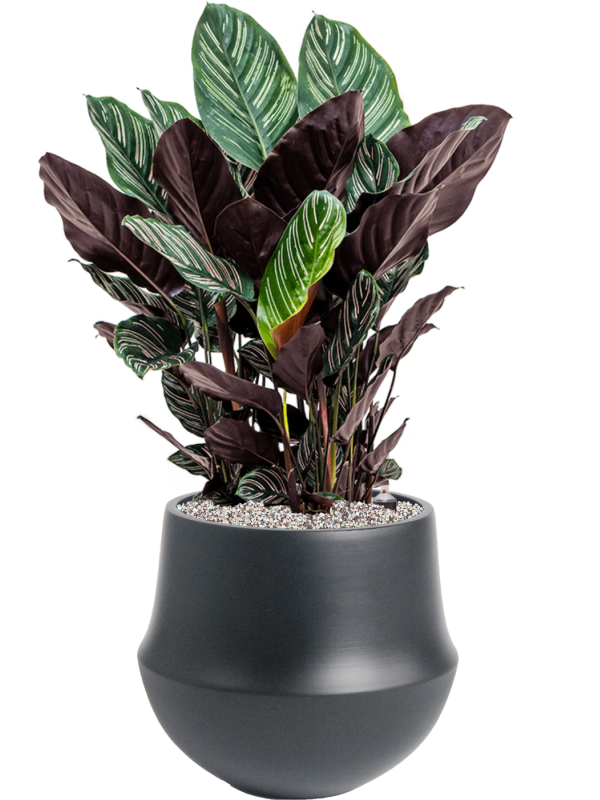 Ansamblu D32xH80cm cu planta naturala Calathea sanderiana in ghiveci Fusion all inclusive set cu granule decorative