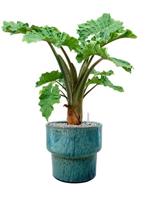 Ansamblu D32xH82cm cu planta naturala Alocasia 'Low Rider' in ghiveci Splanky all inclusive set cu granule decorative