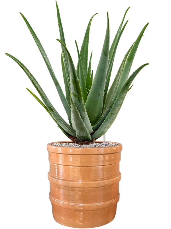 Ansamblu D32xH82cm cu planta naturala Aloe vera barbadensis in ghiveci Bana all inclusive set cu granule decorative