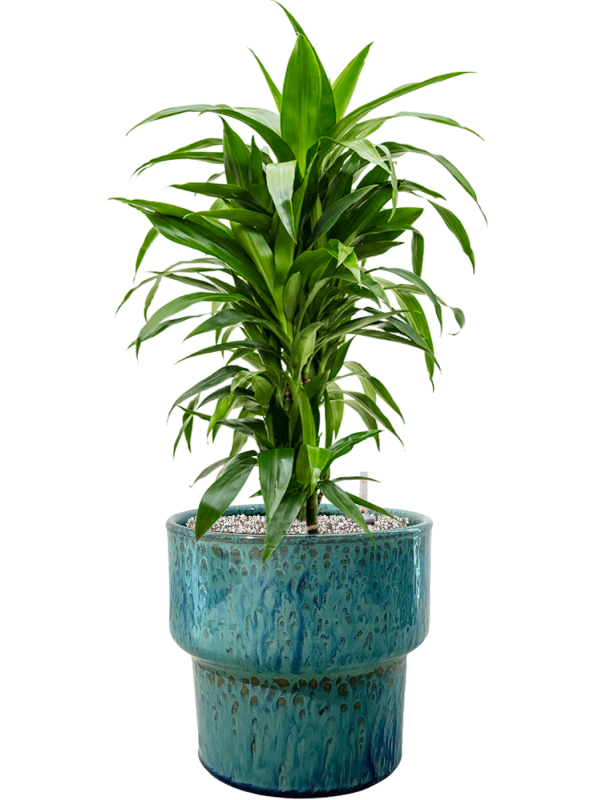 Ansamblu D32xH82cm cu planta naturala Dracaena fragrans 'Janet Craig' in ghiveci Splanky all inclusive set cu granule decorative