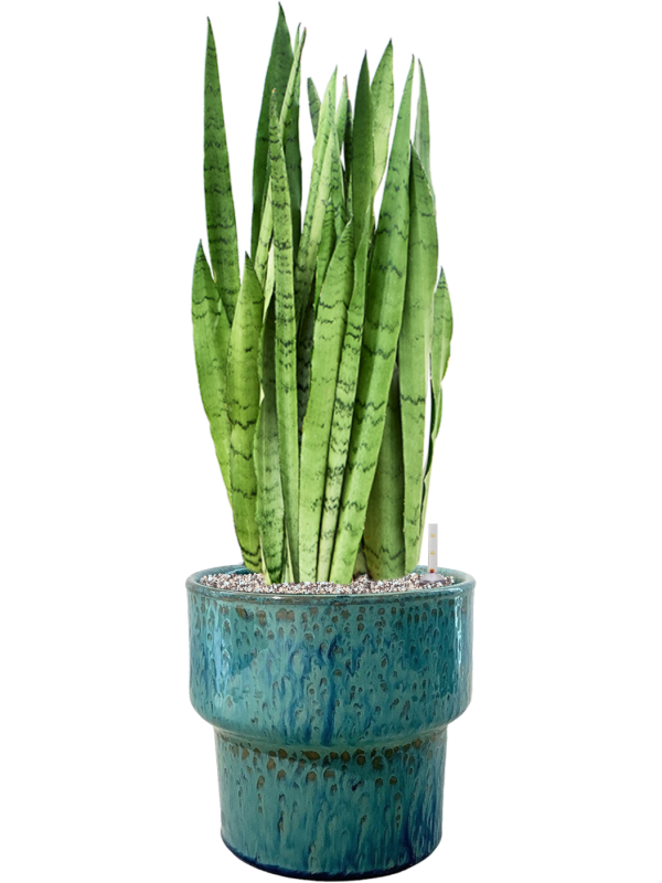 Ansamblu D32xH82cm cu planta naturala Sansevieria trifasciata 'Silver Mist' in ghiveci Splanky all inclusive set cu granule decorative