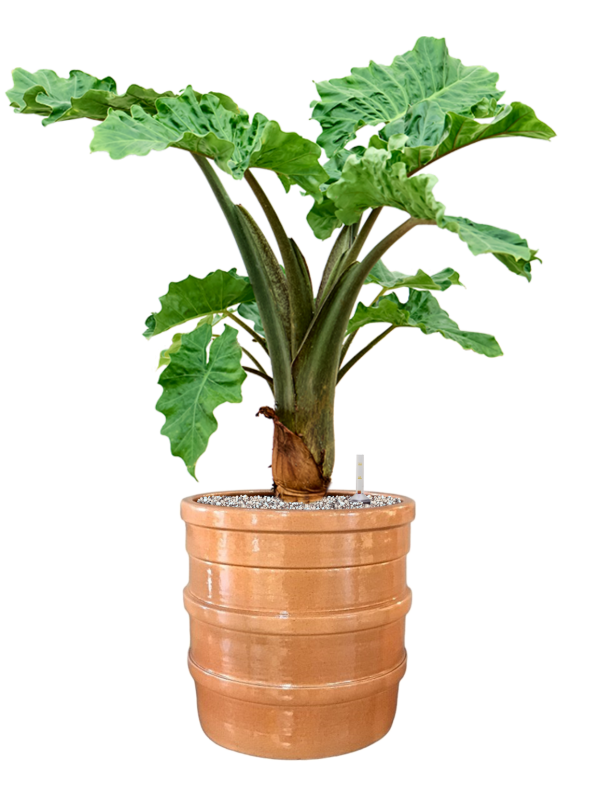 Ansamblu D32xH84cm cu planta naturala Alocasia 'Low Rider' in ghiveci Bana all inclusive set cu granule decorative