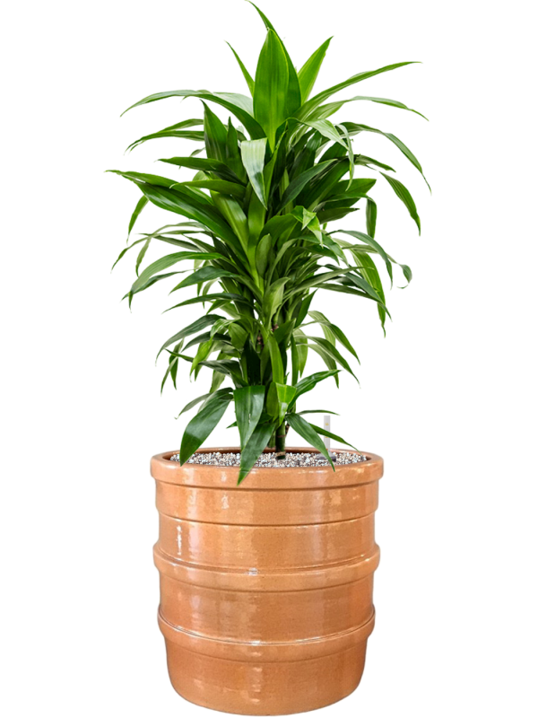 Ansamblu D32xH84cm cu planta naturala Dracaena fragrans 'Janet Craig' in ghiveci Bana all inclusive set cu granule decorative