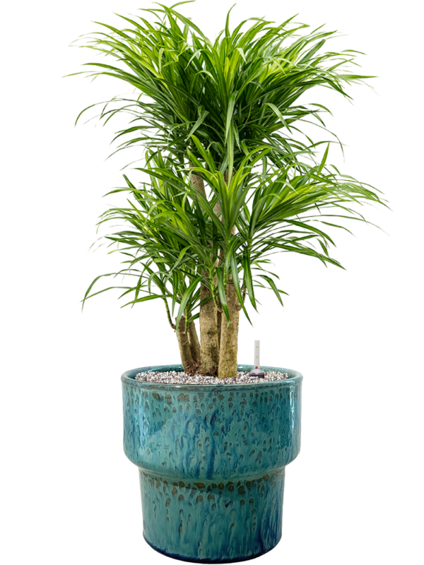 Ansamblu D32xH84cm cu planta naturala Pleomele (Dracaena) 'Anita Variegata' in ghiveci Splanky all inclusive set cu granule decorative