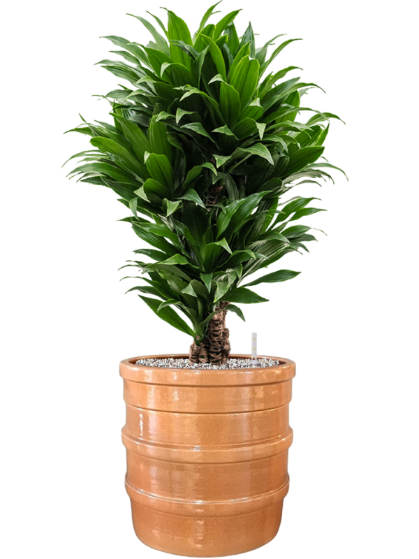 Ansamblu D32xH86cm cu planta naturala Dracaena fragrans 'Compacta' in ghiveci Bana all inclusive set cu granule decorative