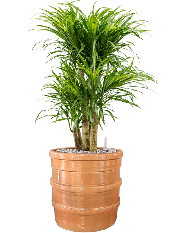 Ansamblu D32xH86cm cu planta naturala Pleomele (Dracaena) 'Anita Variegata' in ghiveci Bana all inclusive set cu granule decorative