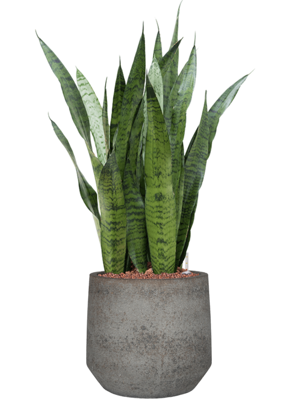 Ansamblu D32xH86cm cu planta naturala Sansevieria zeylanica in ghiveci Cement & Stone all inclusive set cu granule decorative