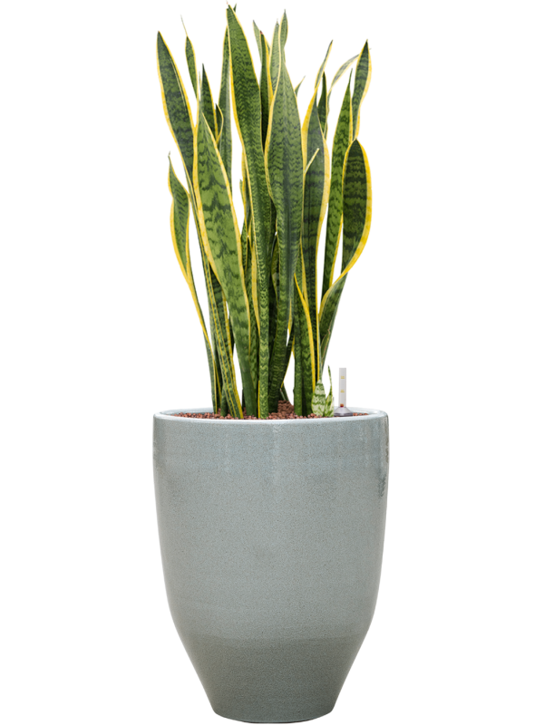 Ansamblu D32xH92cm cu planta naturala Sansevieria trifasciata 'Laurentii' in ghiveci One and Only all inclusive set cu granule decorative