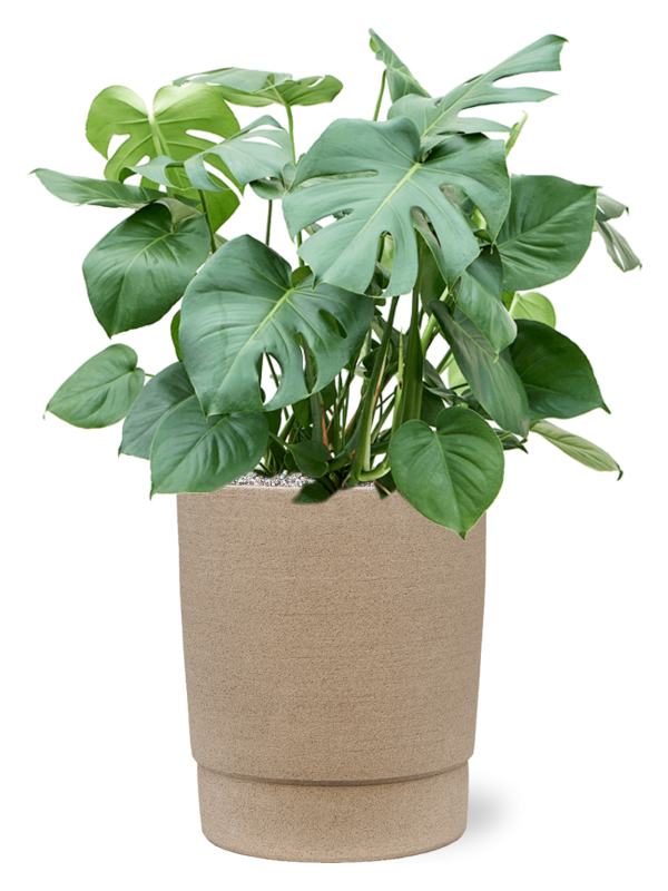 Ansamblu D32xH93cm cu planta naturala Monstera deliciosa in ghiveci Chao all inclusive set cu granule decorative