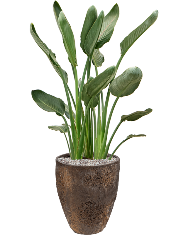 Ansamblu D33xH107cm cu planta naturala Strelitzia reginae in ghiveci Oyster all inclusive set cu granule decorative