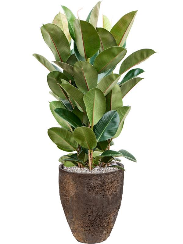 Ansamblu D33xH108cm cu planta naturala Ficus elastica 'Robusta' in ghiveci Oyster all inclusive set cu granule decorative