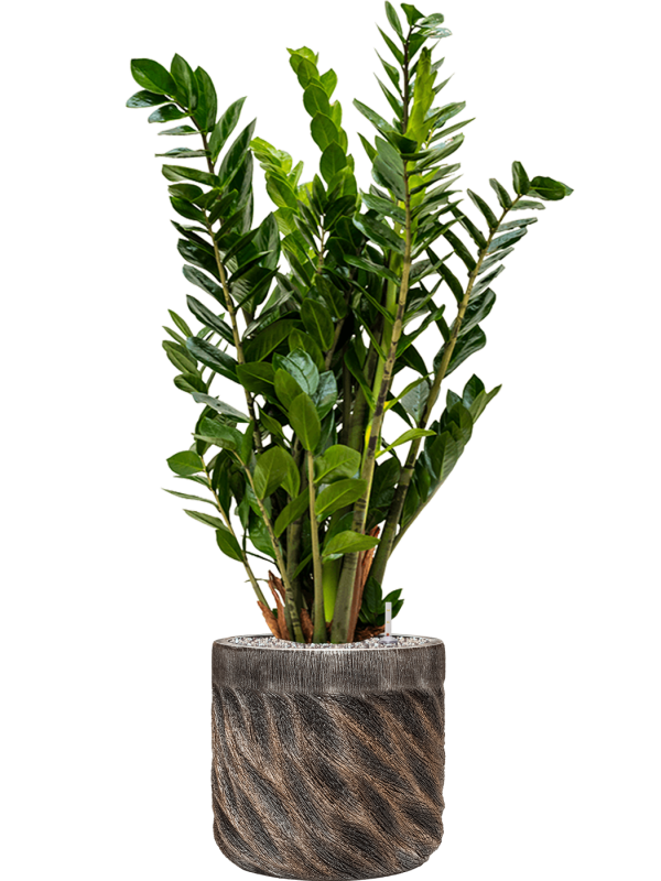 Ansamblu D33xH109cm cu planta naturala Zamioculcas zamiifolia in ghiveci Baq Luxe Lite Universe Wave all inclusive set cu granule decorative