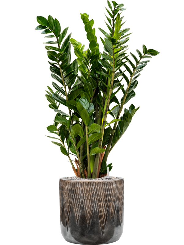 Ansamblu D33xH110cm cu planta naturala Zamioculcas zamiifolia in ghiveci Baq Luxe Lite Universe Comet all inclusive set cu granule decorative