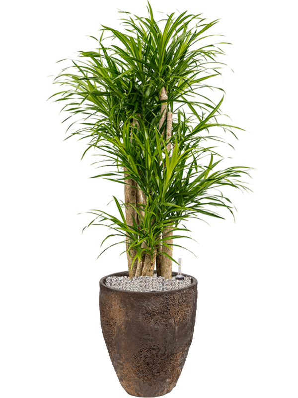 Ansamblu D33xH115cm cu planta naturala Pleomele (Dracaena) 'Anita Variegata' in ghiveci Oyster all inclusive set cu granule decorative