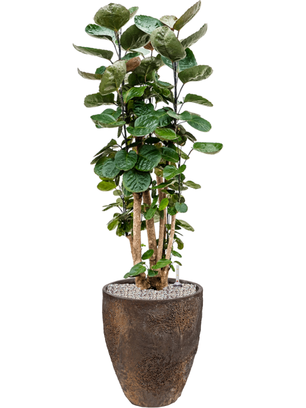 Ansamblu D33xH117cm cu planta naturala Aralia (Polyscias) 'Fabian' in ghiveci Oyster all inclusive set cu granule decorative