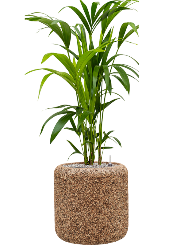 Ansamblu D33xH118cm cu planta naturala Kentia (Howea) forsteriana in ghiveci Baq Naturescast all inclusive set cu granule decorative