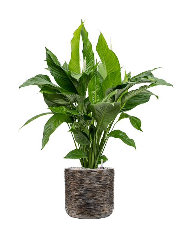 Ansamblu D33xH118cm cu planta naturala Spathiphyllum 'Sweet Lauretta' in ghiveci Baq Luxe Lite Wrinkle all inclusive set cu granule decorative