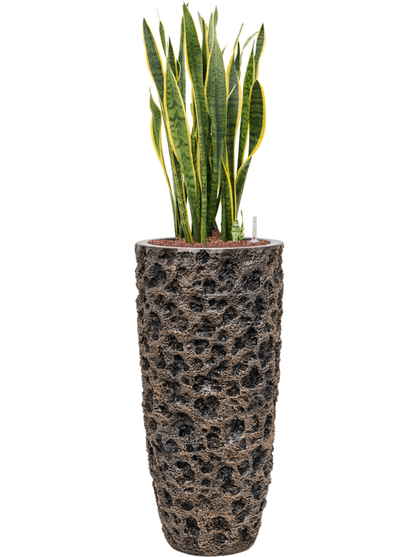 Ansamblu D33xH121cm cu planta naturala Sansevieria trifasciata 'Laurentii' Baq Luxe Lite Universe all inclusive set cu granule decorative