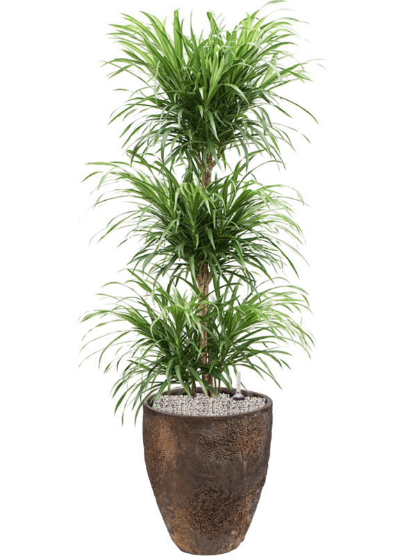 Ansamblu D33xH122cm cu planta naturala Pleomele (Dracaena) 'Anita Variegata' in ghiveci Oyster all inclusive set cu granule decorative