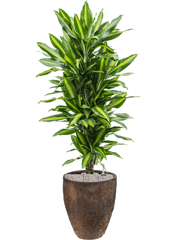 Ansamblu D33xH127cm cu planta naturala Dracaena fragrans 'Cintho' in ghiveci Oyster all inclusive set cu granule decorative