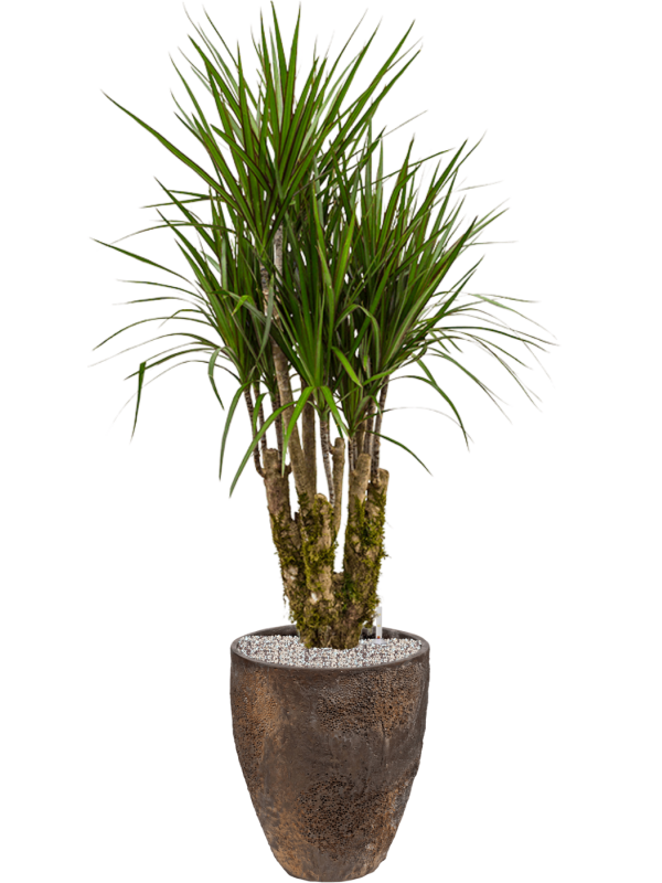 Ansamblu D33xH128cm cu planta naturala Dracaena marginata in ghiveci Oyster all inclusive set cu granule decorative