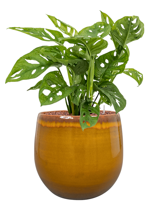 Ansamblu D33xH64cm cu planta naturala Monstera obliqua in ghiveci Charlotte all inclusive set cu granule decorative