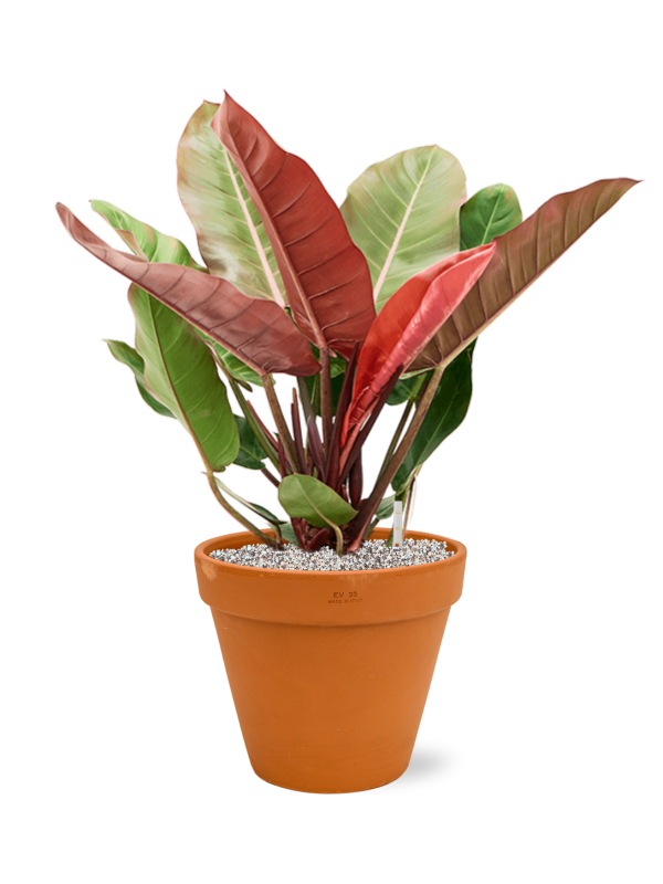 Ansamblu D33xH73cm cu planta naturala Philodendron 'Prince of Orange' in ghiveci Terra Cotta all inclusive set cu granule decorative