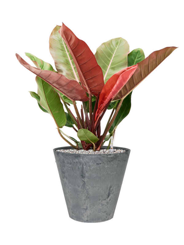 Ansamblu D33xH75cm cu planta naturala Philodendron 'Prince of Orange' in ghiveci Artstone all inclusive set cu granule decorative